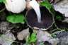 Házi tintagomba (Coprinellus domesticus), Budai-hegység